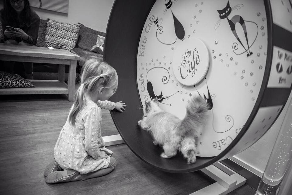 A child beside a cat using the Maclaw Wheel inside Kitty Café, Nottingham