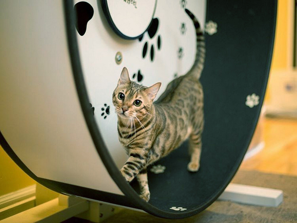 bengal cat exercise wheel